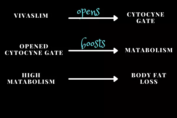 how vivaslim works illustration